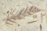 Plate Of Metasequoia Fossil - Cache Creek, BC #110888-1